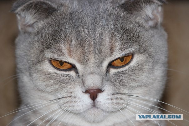 Бааарсик... хороший кот..