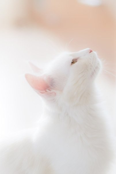 Фотобомбы котов