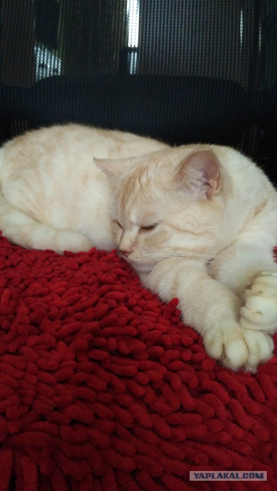 Котовторник 27.03.2018