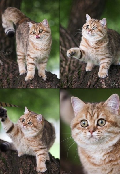 Фотобомбы котов