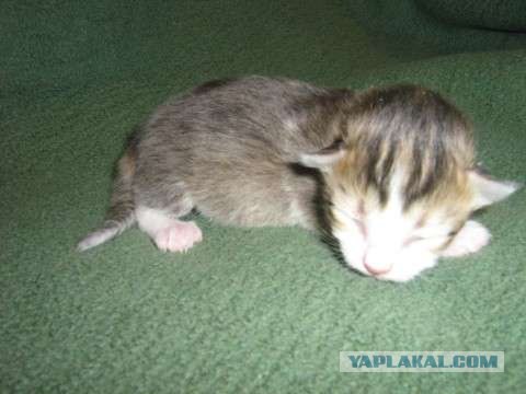 Котовторник на ЯПлакал!