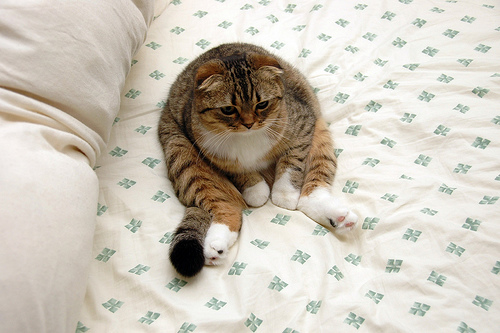 Кошарий