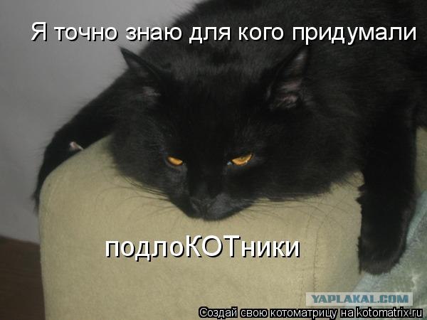 Сегодня котовторник, а котиков все нет