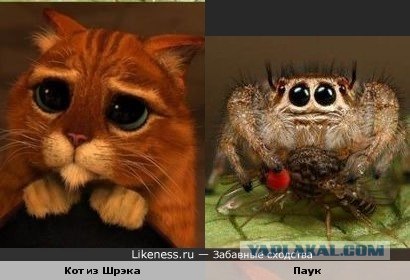 Кот из Шрека