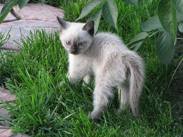 Котовторник на середину июня