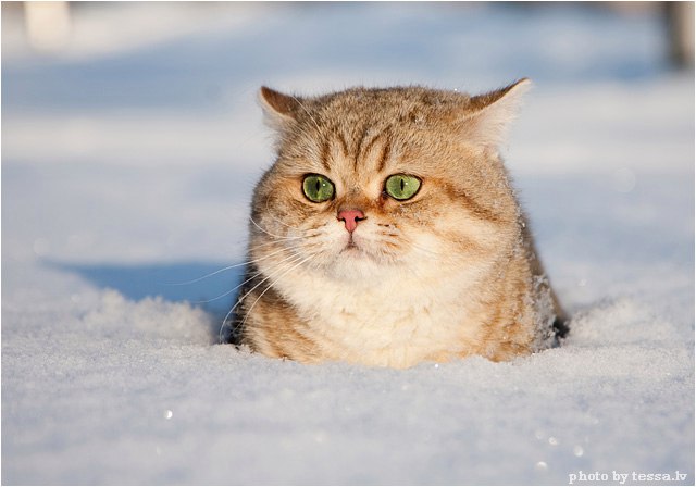 Прикольных котов пост