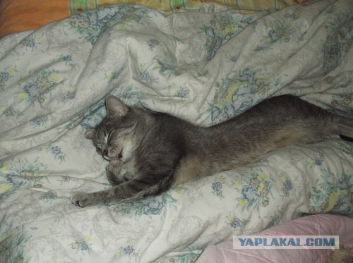 Котовторник!