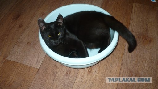 Котовторник 06.12.2011