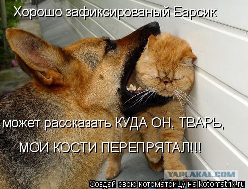 Как на счет собакосреды?