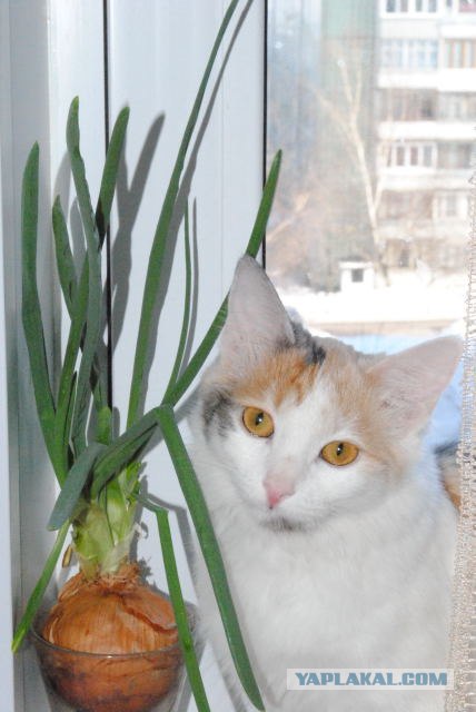 Котовторник 10.04.2012