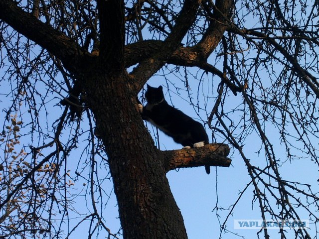 Котонянька и котовторник