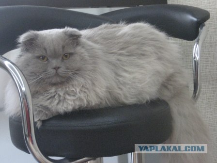 Котовторник ( 23.10. 2012. )