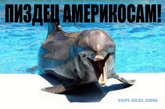 100 000 дельфинов покидают США