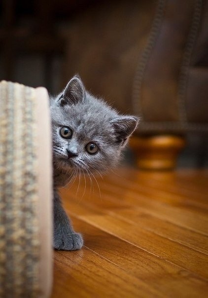 Забавные фото котеек