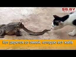 Девчонки вы вообще влюбляетесь ?