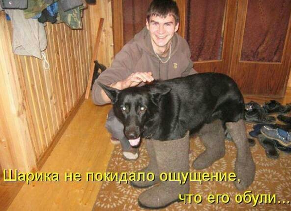 Хвостатые—усатые