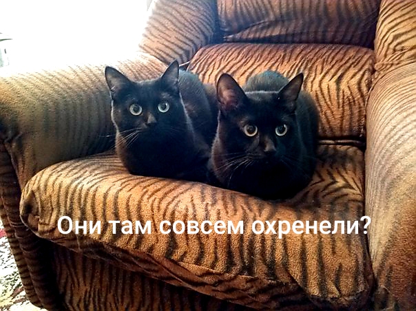 Но тут вдруг снизу постучали