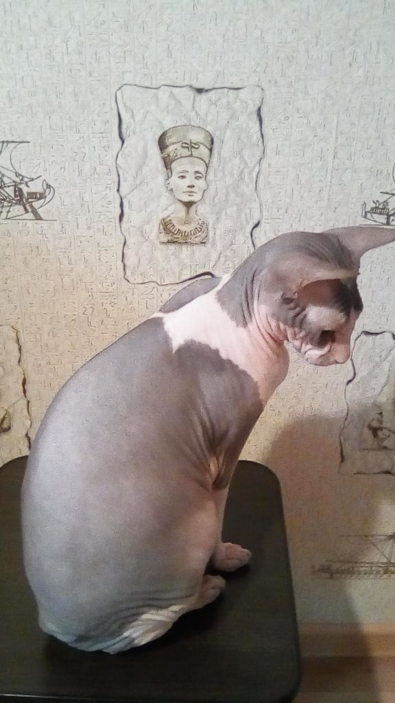 Зверушки