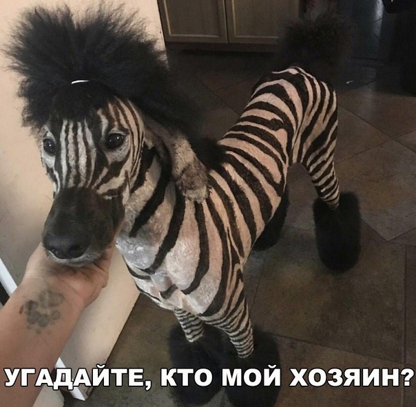 Собаки бывают