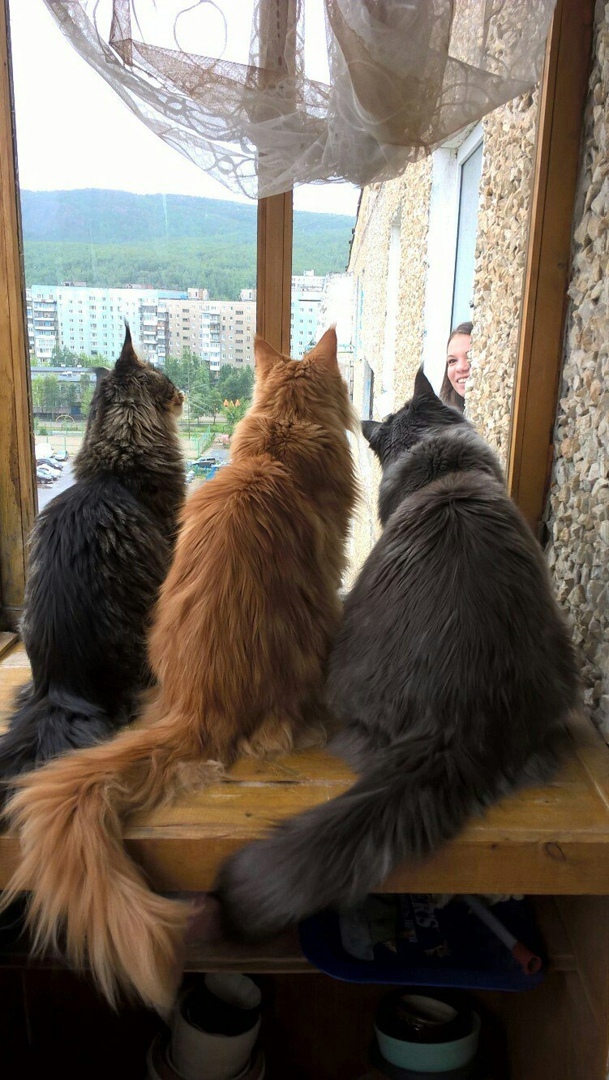 Кошки , кошечки, котяры 14.03.21