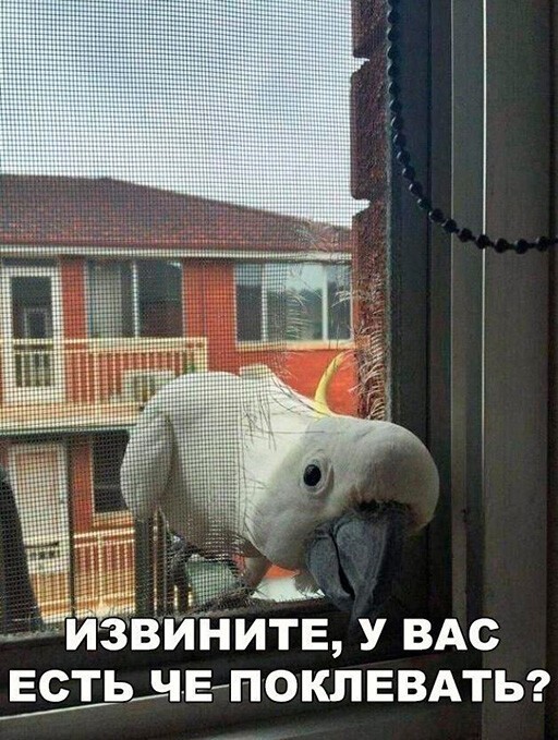 Баянисто-небаянистый юмор 15.06.21