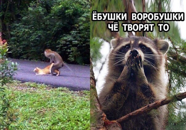 Подеградируем, побаяним... ч.2