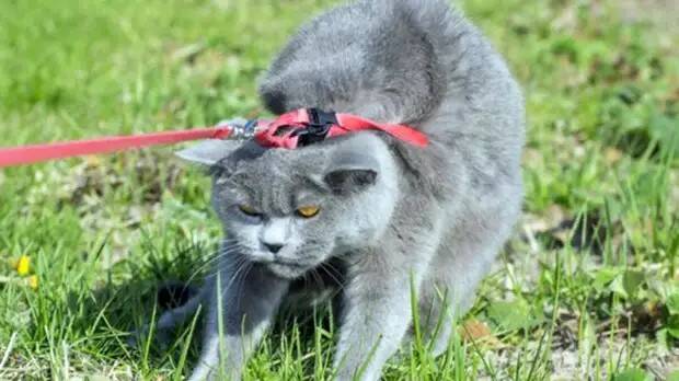 Короткие истории и случаи из жизни 06.02.22