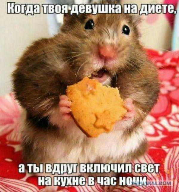 Так себе картинки 12.02.22