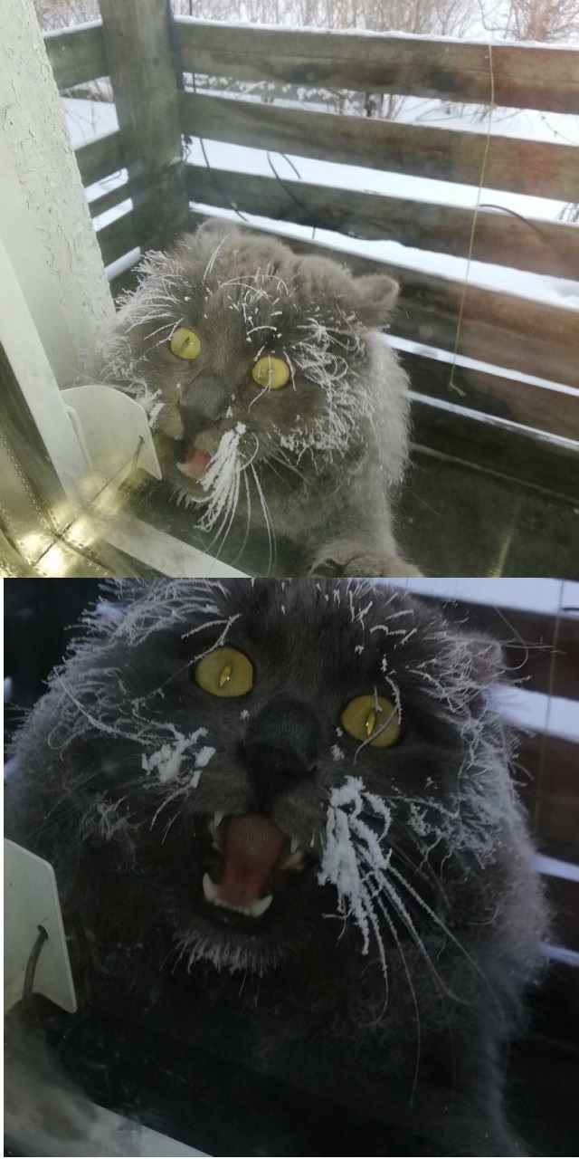 Котовторнику посвящается