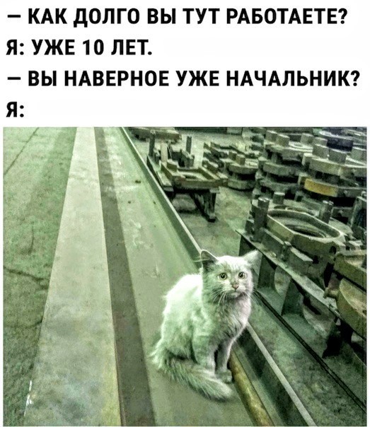 Коты ишачат на заводе