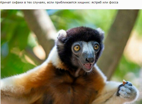Знакомьтесь - сифаки