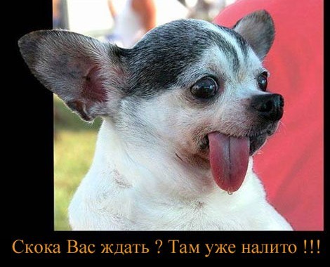 Подборка картNнок весёлых для OLDов