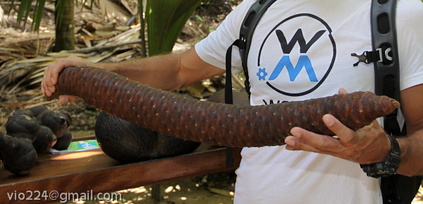 Сейшеллы октябрь 2012