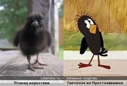 Интересное про ворОн и вОронов