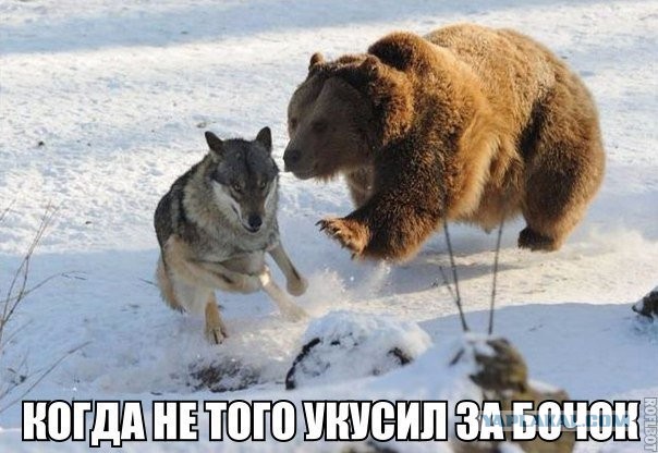 "Это вам не овечек считать"