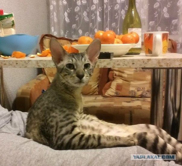 Котовторник 26.03.2013