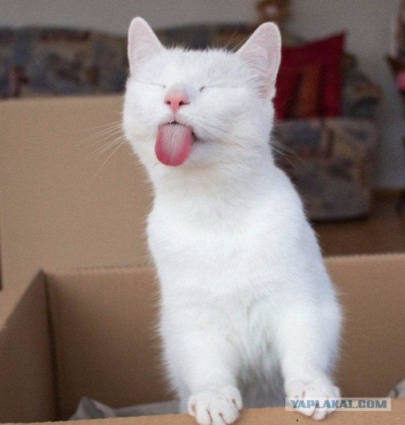 Котовторник в картинках