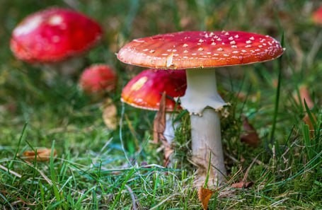 Россия стала поставлять тонны мухоморов Америке