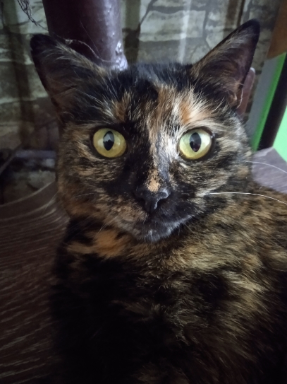 Колыбельная для кота