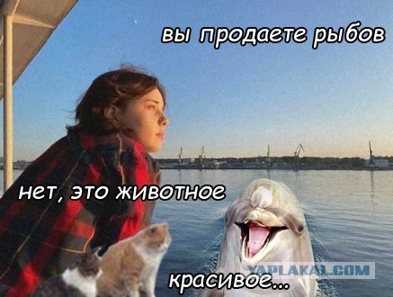 Дельфин и русалка