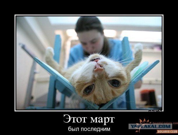 Котик едет домой после ветлечебницы...