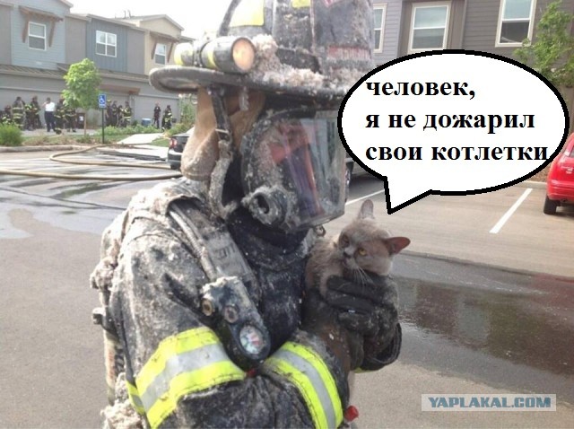 Как кот спас жизнь.