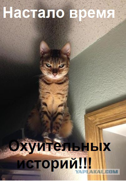 Котовторник 04.03.2014
