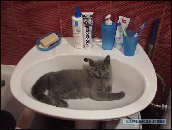 Котовторник 18.03.2014