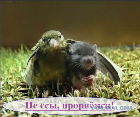 Новости о Путине на улицах Москвы