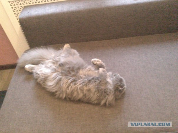Котовторник 22.07.14
