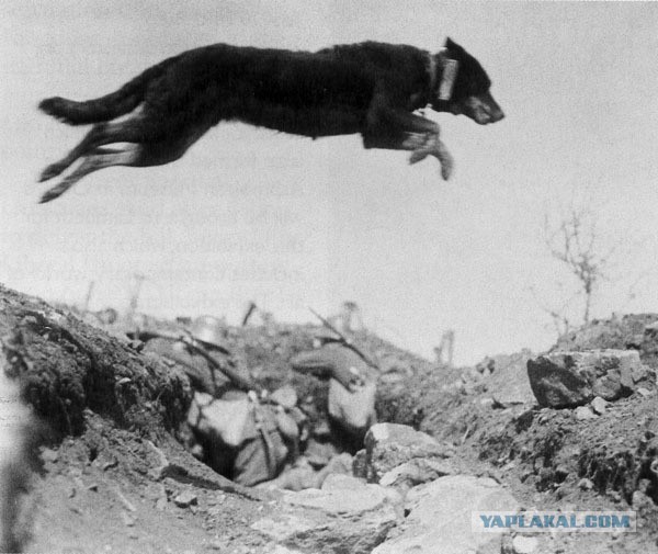 Очень редкие фотки Первой мировой войны