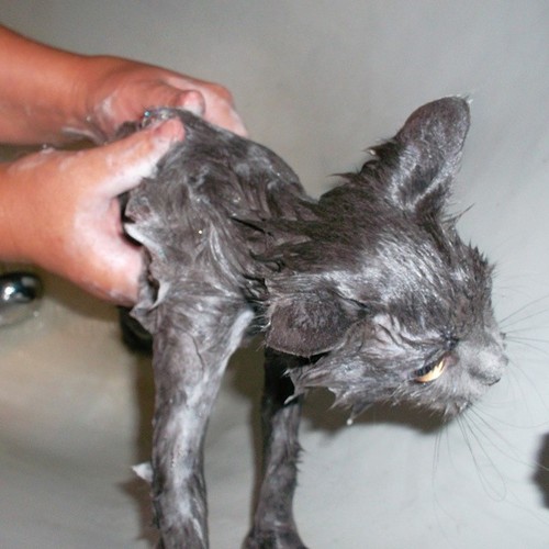 Котовторник 05.08.2014