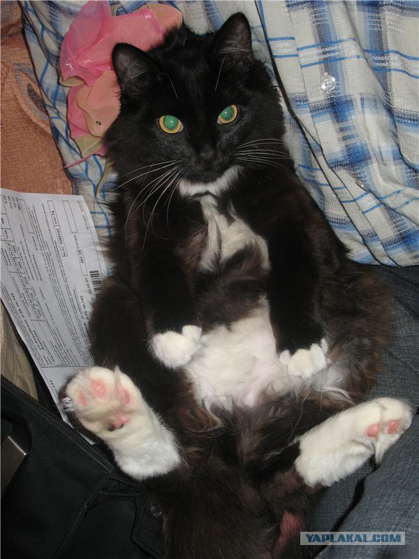 Котовторник 30.09.2014