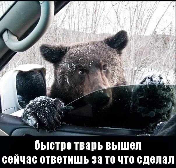 Сволочи забили медвежонка трубой